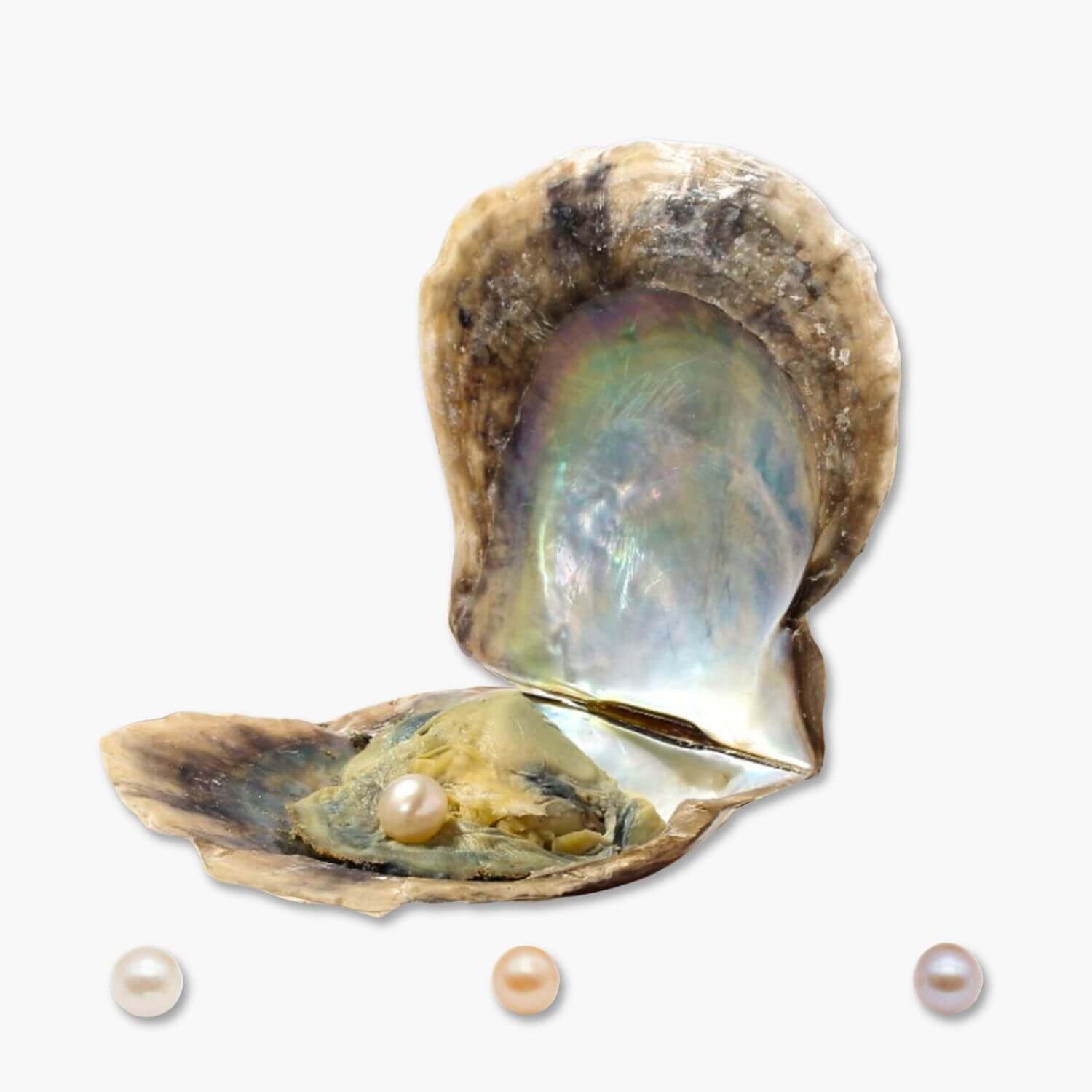 Extra huître á perle gratuite (naturelle)